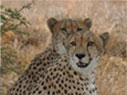 Image Cheetahs